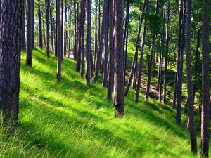 This is the best weekend trekking spot in Himachal Pradesh!