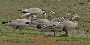 Free this weekend? Head to Bharatpur