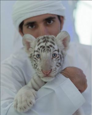 20 Reasons Why Dubai's Crown Prince Should Give You Major Travel Goals!