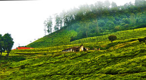 Ooty - Escape to Green Paradise