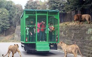 Humans Are Caged At This Unique Zoo in China, While Animals Roam Free