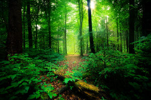 Amazon of India, Silent Valley National Park