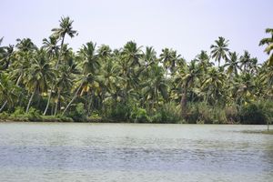 Poovar Backwaters – The floral ride and the foodie inside