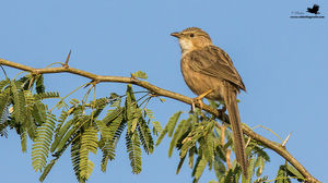 Bird-Watching At Little Rann of Kutch And Thol Bird Sanctuary