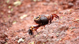 Monsoon trek to Purandar Fort