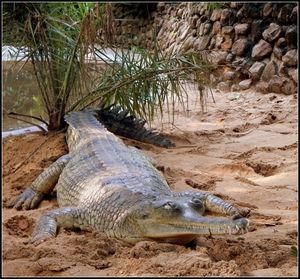 An encounter with Crocodiles!