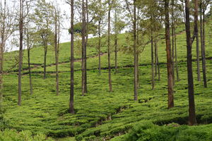 Ooty - Queen of Nilgiris