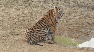 TADOBA : Wildlife Experience with the Royal CAT