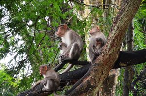 Parambikulam - for the real wildlife experience