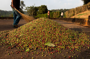 Coorg: Of coffee, wilderness and our first travel together