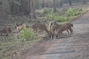 Tadoba National Park 1/undefined by Tripoto