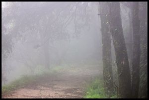Amidst the Wilderness of Binsar Wildlife Sanctuary
