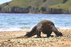 Komodo National Park 1/3 by Tripoto