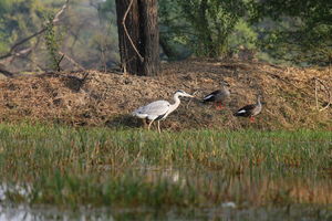 Keoladeo National Park,Bharatpur: Nature, Birds and colors!!