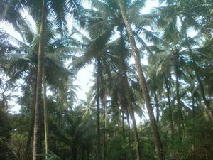 Dudhsagar Plantation and Farmstay 1/3 by Tripoto