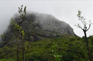 The best way to travel to kerala from Bangalore is through Bandipur,If you are lucky meet a tiger.