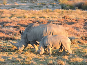 Top 10 Experiences in South Africa