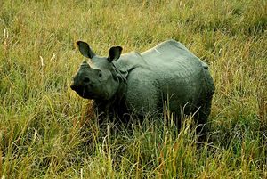 Pobitora Wildlife Sanctuary 1/9 by Tripoto