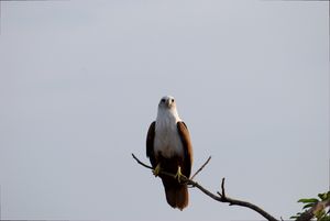 Othinane, Karnataka, India
