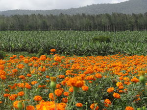 Wayanad: Nature's Paradise