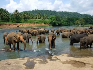 Millenium Elephant Foundation 1/1 by Tripoto