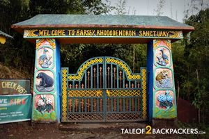 Barsey – a walk among the rhododendron trail