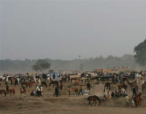 Incredible Madhya Pradesh - Chambal Safari