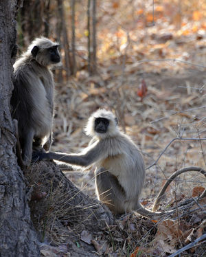 Bandhavgarh: A Wild Sanctuary