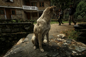 High in the Himalayas: Parvati Valley
