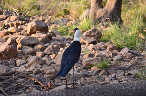 Chronicles of Ranthambore National Park
