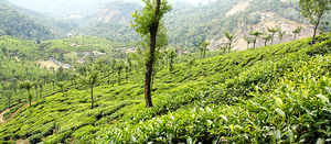Face Off with Nature in KERALA