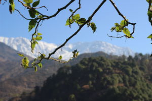 A lovely homestay at Khaneara Village - Dharamsala