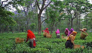 Tea Plantation 1/3 by Tripoto