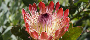 Kirstenbosch National Botanical Garden 1/1 by Tripoto