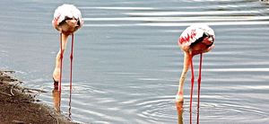 Lake Nakuru National Park 1/3 by Tripoto