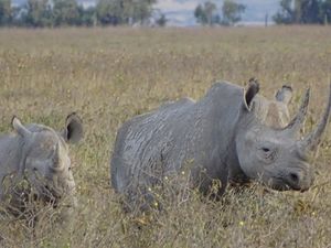 Nairobi National Park & David shedrick safari