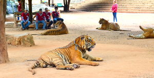 Weekend in Kanchanaburi, Sanctuary for wild animals
