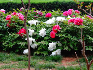 Luoyang Peony Festival!