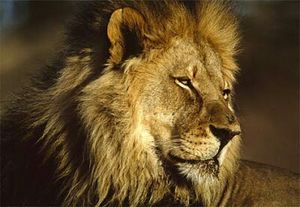 King of Forest - Why only Lions?