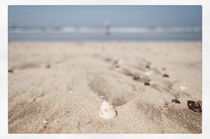 Konkan beach marine life and fun