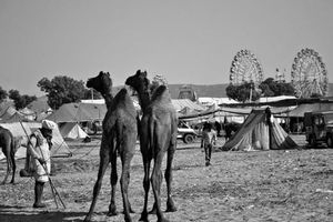 One Night In Pushkar