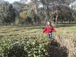TRYST WITH THE TEA CAPITAL...Day 10 of Solo Sojourn to Himachal ..Palampur Diaries