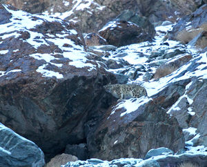 Snow Leopard Quest, Ladakh