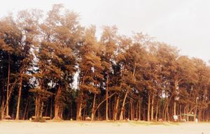 Beer and Blabber by the Beach- Tarkarli