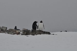 An Expedition To Antarctica