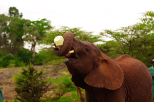 7 Marvelous Days In Kenya