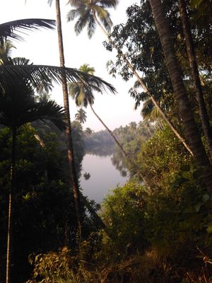 Chasing otters in Goa