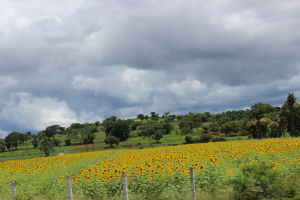 Call of the Wild – Bandipur