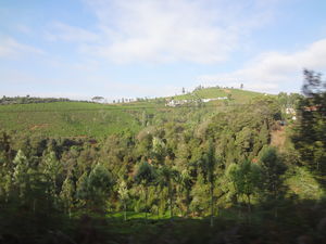 A tryst with the Nilgiris(Part 2): One Day in Ooty