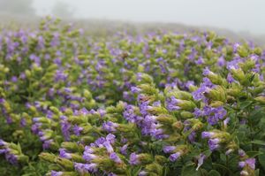 Valley of flowers - Kaas Plateau